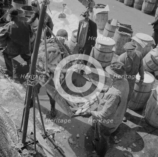 Fulton fish market stevedores unloading and weighing fish in the early morning, New York, 1943. Creator: Gordon Parks.