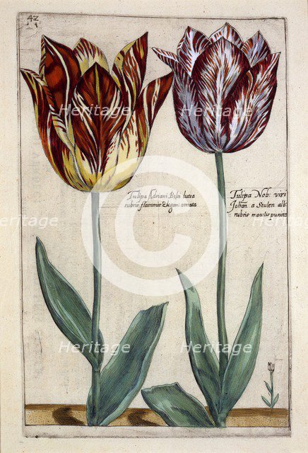 Tulipa Adriani Bilsi and Tulipa Nob viri Johan a Seulen,  c.1614.