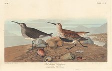 Red-backed Sandpiper, 1836. Creator: Robert Havell.