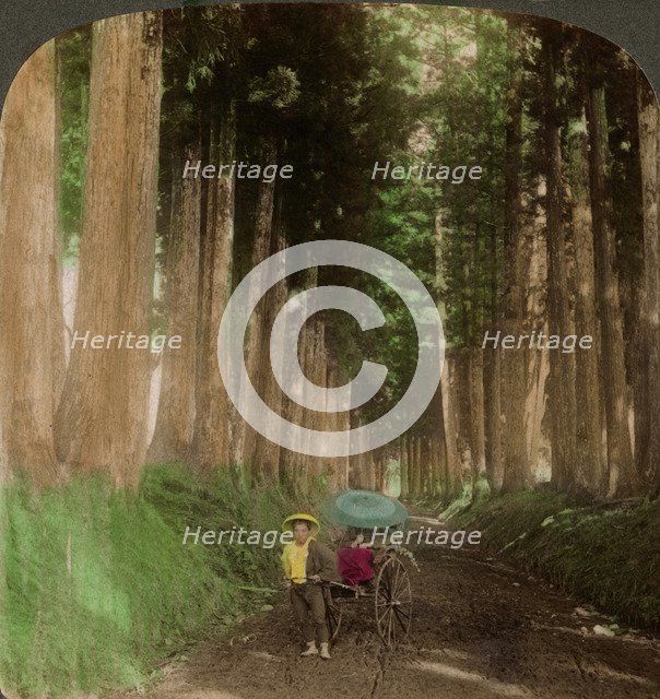An avenue of cryptomeria (cedar) trees, Nikko, Japan, 1896.Artist: Underwood & Underwood