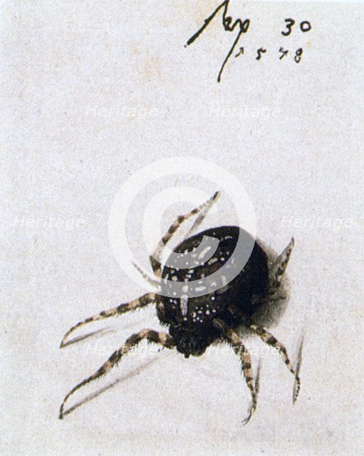 'Female Spider', 1578. Artist: Joris Hoefnagel