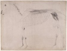 Working drawing for 'The Fifth Anatomical Table of the Muscles ... of the Horse', 1756. Creator: George Stubbs.