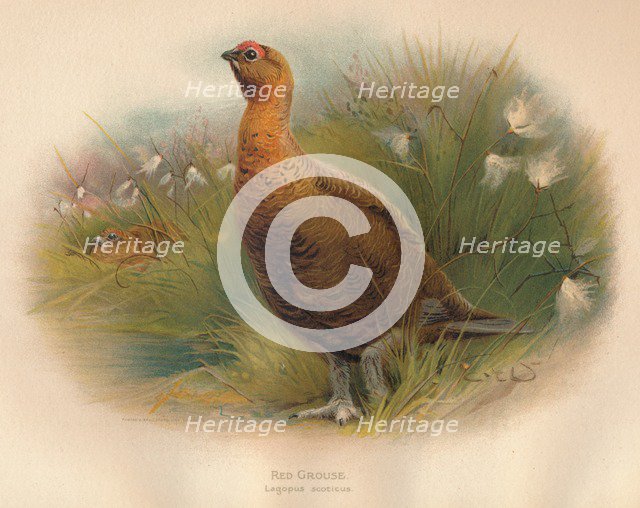 'Red Grouse (Lagopus scoticus)', 1900, (1900). Artist: Charles Whymper.