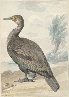 Cormorant, 1720-1792. Creator: Aert Schouman.