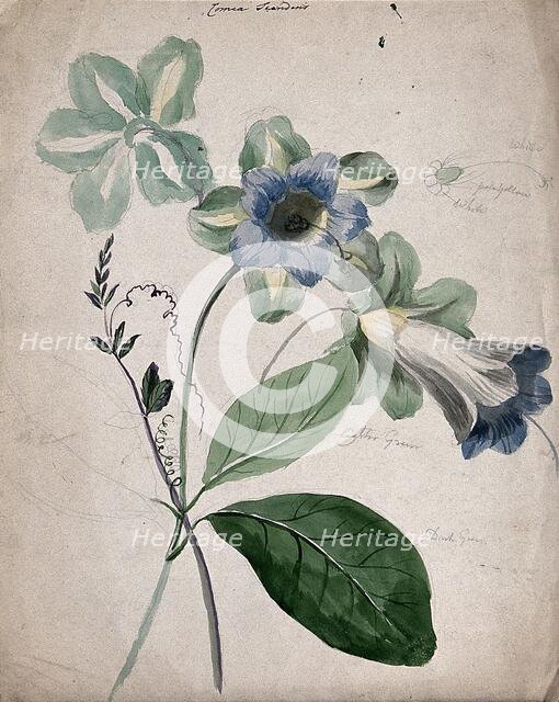 A plant, possibly Cobaea scandens: flowering stems with labels describing colour of various parts. Creator: Unknown.