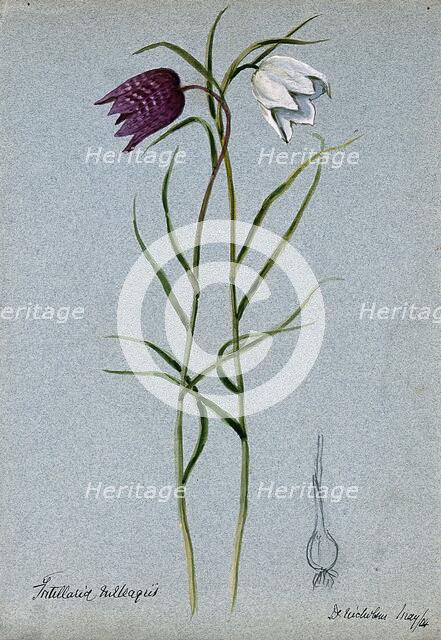 Snake's head or guinea flower (Fritillaria meleagris): flowering stems and bulb, 1904. Creator: Unknown.