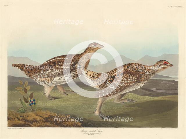 Sharp-tailed Grous, 1837. Creator: Robert Havell.