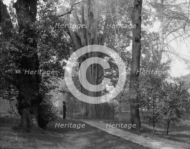 Old tree in Bartram's Park [Bartram's Gardens], Philadelphia, Pa., c1908. Creator: Unknown.