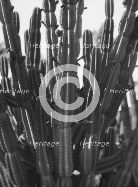 Travel views of the American Southwest, between 1899 and 1928. Creator: Arnold Genthe.