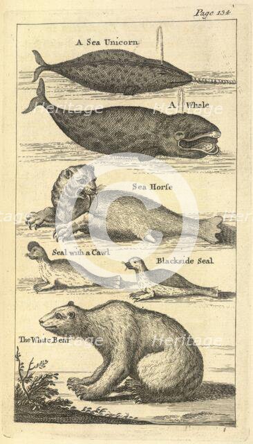 Several creatures, 1748.  Creator: Unknown.