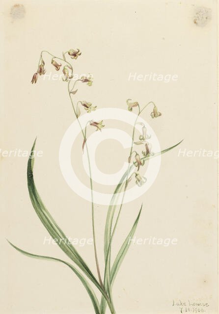 Bronzebells (Stenanthium occidentale), 1906. Creator: Mary Vaux Walcott.