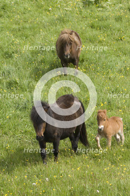Shetland ponies and foal, Devon, c2008. Artist: Derek Kendall.