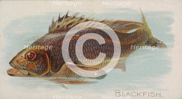 Blackfish, from the Fish from American Waters series (N8) for Allen & Ginter Cigarettes Br..., 1889. Creator: Allen & Ginter.