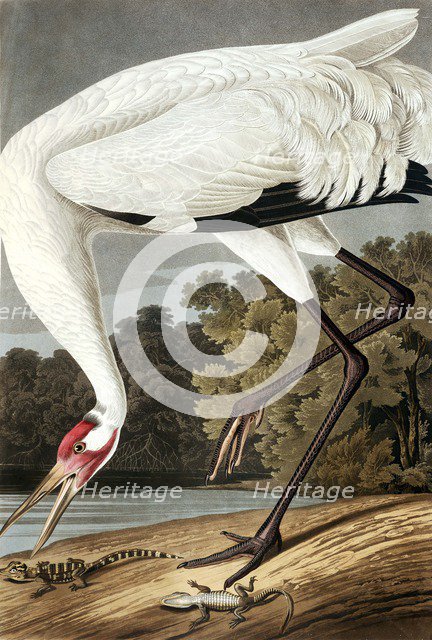 Hooping Crane, Grus Americana, 1845.