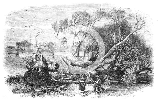 Elm-Tree blown down in Hyde-Park, May 7th, 1856.  Creator: Edmund Evans.