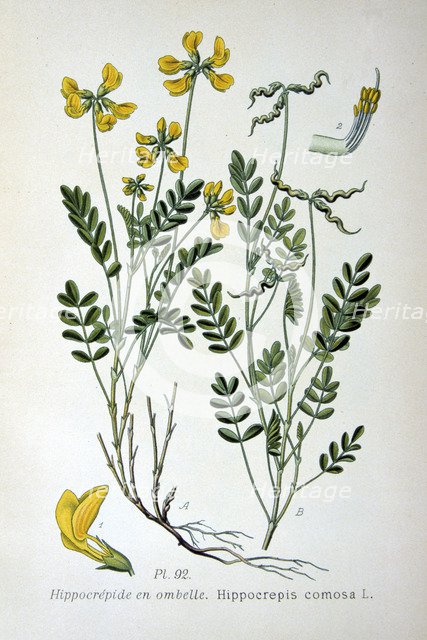 Horseshoe vetch, 1893. Artist: Unknown