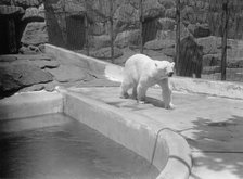 Zoo, Washington, D.C.: Bears, 1916. Creator: Harris & Ewing.