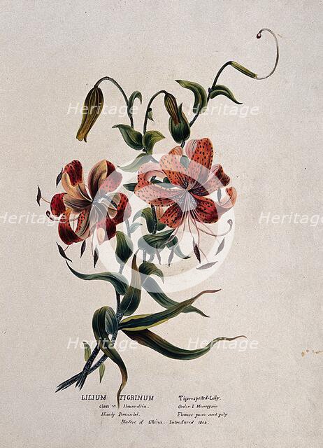 Tiger lily (Lilium lancifolium): flowering stem, (c1850?). Creator: Unknown.