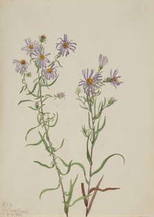 Prairie Aster (Aster campestris), 1923. Creator: Mary Vaux Walcott.