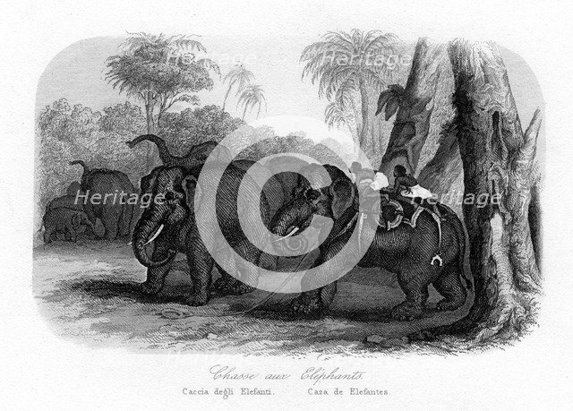 Elephant hunt, India, c1840. Artist: Unknown