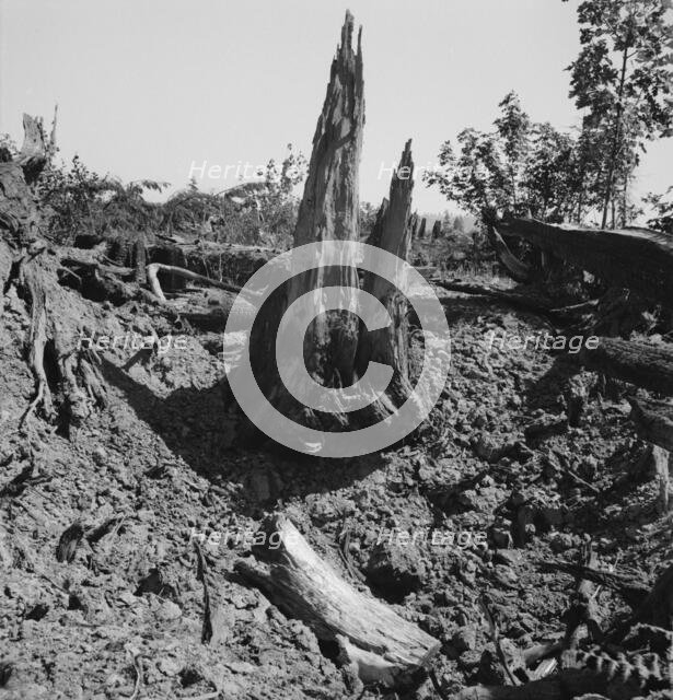 Stumps on Nieman farm where bulldozer is working, near Vader, Lewis County, Western Washington, 1939 Creator: Dorothea Lange.
