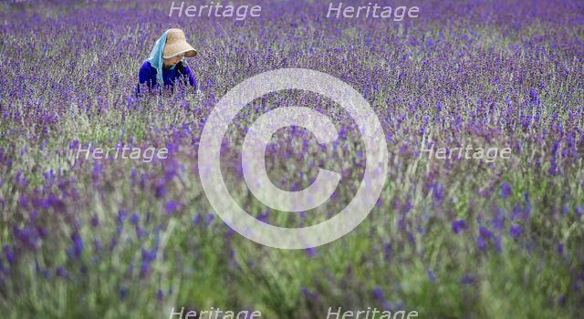Lavenders. Creator: Dorte Verner.