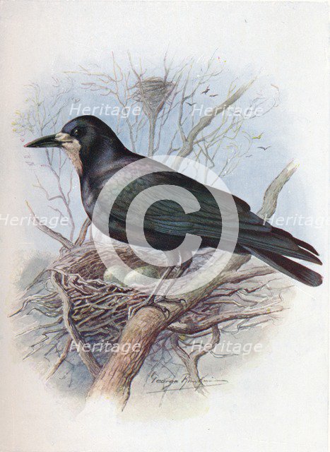 'Rook - Cor'vus frugil'egus', c1910, (1910). Artist: George James Rankin.