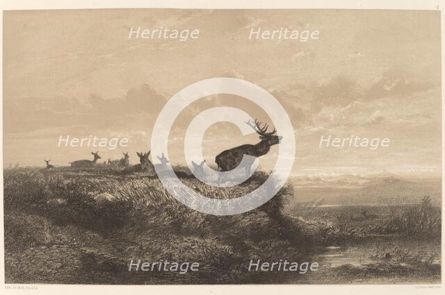 Le Matin. Cerf et Biches. Creator: Karl Bodmer.