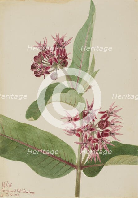 Showy Milkweed (Asclepias speciosa), 1923. Creator: Mary Vaux Walcott.