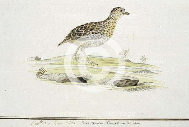 Turnix hottentottus (Fynbos buttonquail), c.1778. Creator: Robert Jacob Gordon.