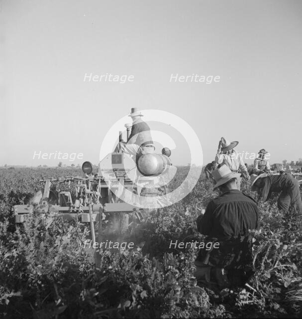 Carrot digger, Imperial Valley, near Meloland, California, 1939. Creator: Dorothea Lange.