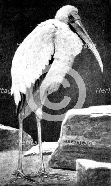 A Learned Judge (Tantalus Stork), 1898. Creator: Unknown.