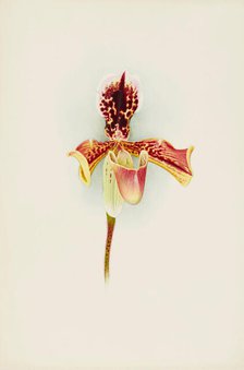 Orchid: Cypripedium Boxalliiatratum Magnificum, 1906. Creator: Frederick William Bolas.