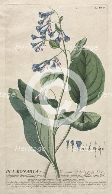 Plantae Selectae: No. 42 - Pulmonaria. Creator: Georg Dionysius Ehret (German, 1708-1770); Christopher Jacob Trew (German).