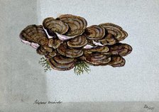 A bracket fungus (Coriolus versicolor): a large group of fruiting bodies, 1902. Creator: Unknown.