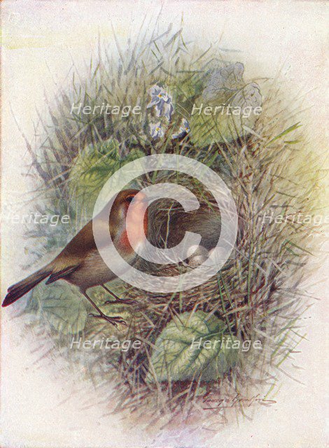 'Redbreast or Robin - Erith'acus rubec'ula', c1910, (1910). Artist: George James Rankin.