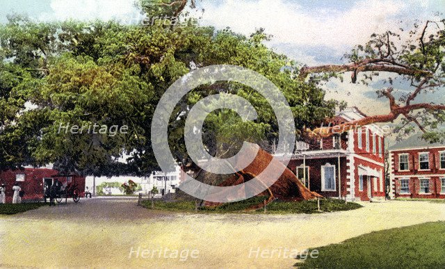 Silk Cotton Tree, Nassau, New Providence, Bahamas, c1900s. Artist: Unknown