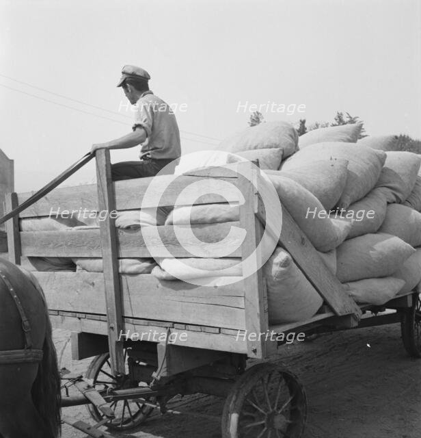 Hop, transported from field to kiln, near Grants Pass, Josephine County, Oregon, 1939. Creator: Dorothea Lange.