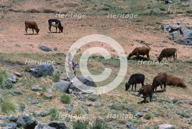 High pasture in the High Atlas Mountains.