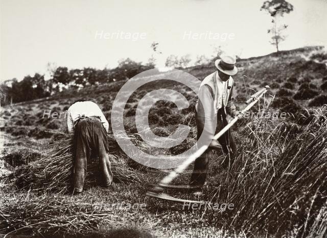 Faucheurs, Somme, 1890s, (1956). Creator: Eugene Atget.