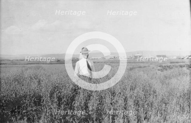 Mr. Rickert in grain field on his farm, between c1900 and 1916. Creator: Unknown.