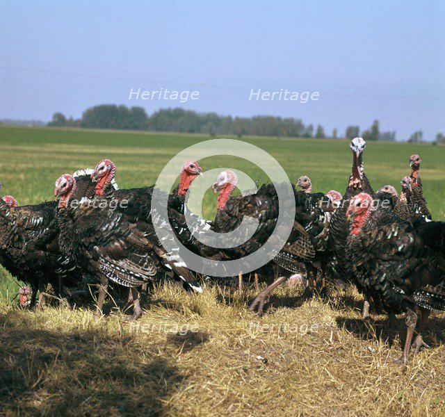 Flock of turkeys in Hungary. Artist: CM Dixon Artist: Unknown