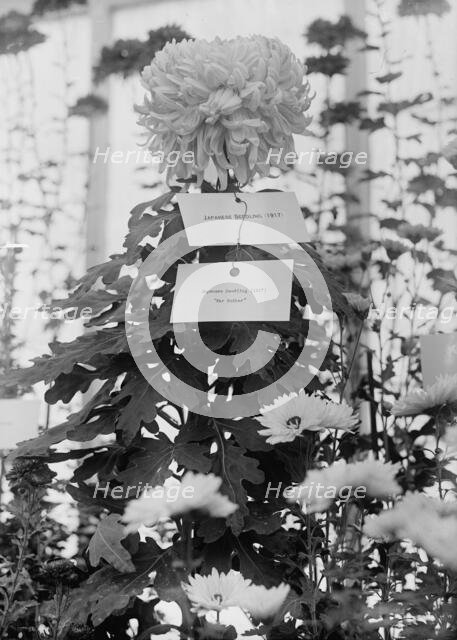 Department of Agriculture Chrysanthemum Show, 1917. Creator: Harris & Ewing.