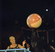 Sea lion and ball at the Moscow Circus. Artist: Unknown
