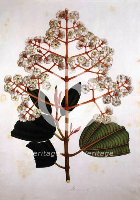 Engraving, drawing of miconia plant, made in the expedition of J.C.Mutis (1783-1810).