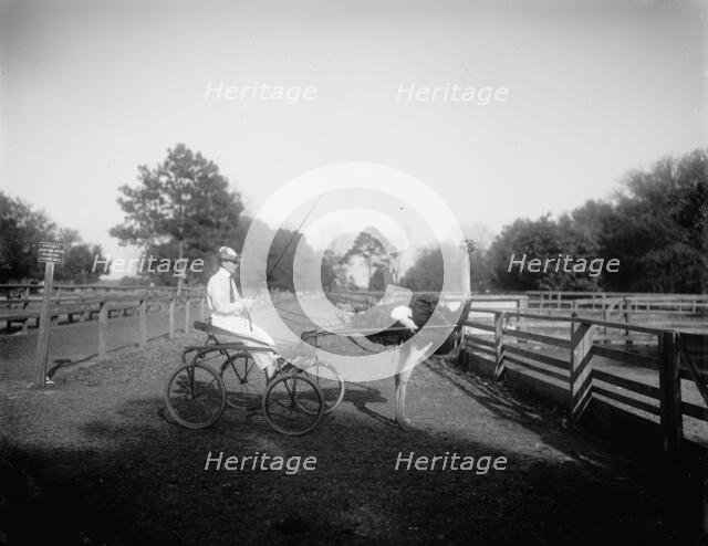 Oliver W., the famous trotting ostrich, Florida Ostrich Farm, Jacksonville, Florida, c1900-1910. Creator: Unknown.