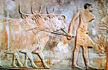 Man leading cattle, wall relief from the Tomb of Ptahhotep, Saqqara, Egypt, 24th century BC. Artist: Unknown