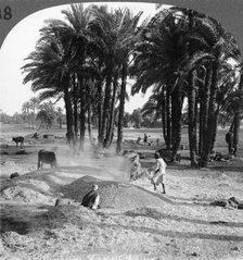 'The winnowing of the grain after threshing, Egypt', 1905.Artist: Underwood & Underwood