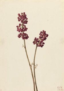 Beauty Berry (Callicarpa americana), 1923. Creator: Mary Vaux Walcott.