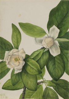 Sweetbay (Magnolia virginiana), 1927. Creator: Mary Vaux Walcott.